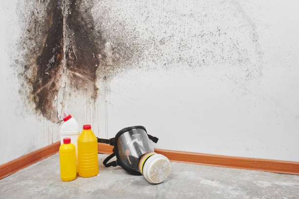 Best Residential Mold Remediation in Coalinga, CA