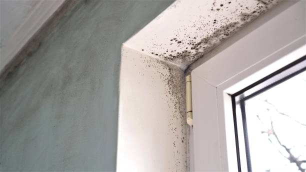 Best Mold Testing and Inspection Services in Coalinga, CA