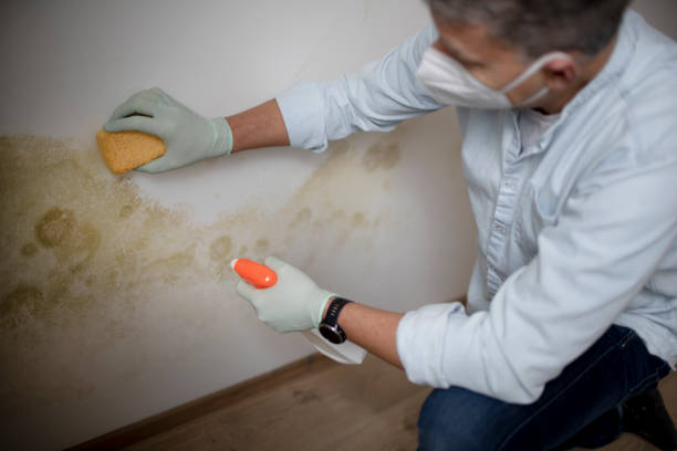 Best Post-Flood Mold Remediation in Coalinga, CA