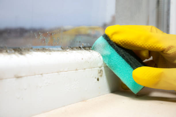 Best White Mold Remediation in Coalinga, CA