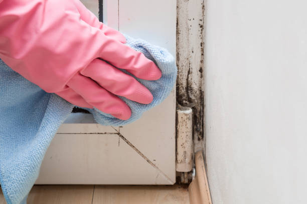 Best Insurance-Related Mold Remediation in Coalinga, CA